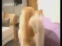 Homemade dog sex with a pregnant woman